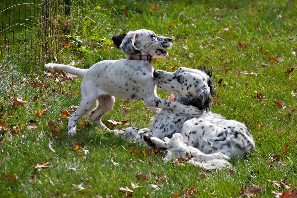 Name:  Lili and Loon playing 10-23-19 G.jpg
Views: 6733
Size:  164.2 KB