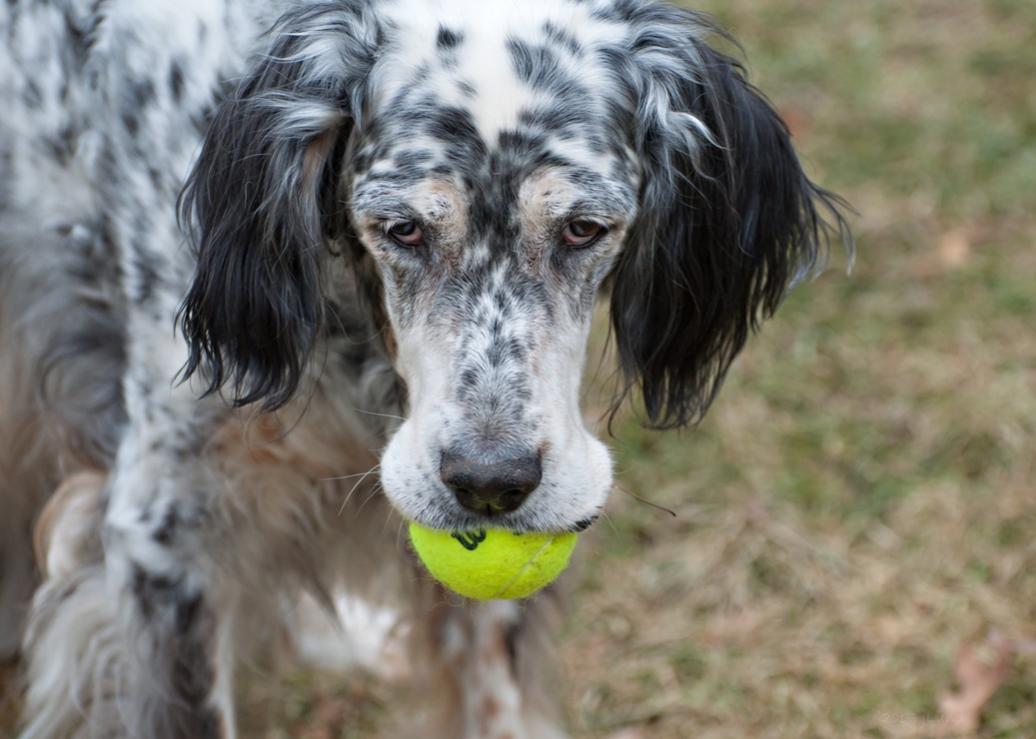 Name:  The Birthday Girl with her ball 11-28-17.jpg
Views: 217
Size:  82.7 KB