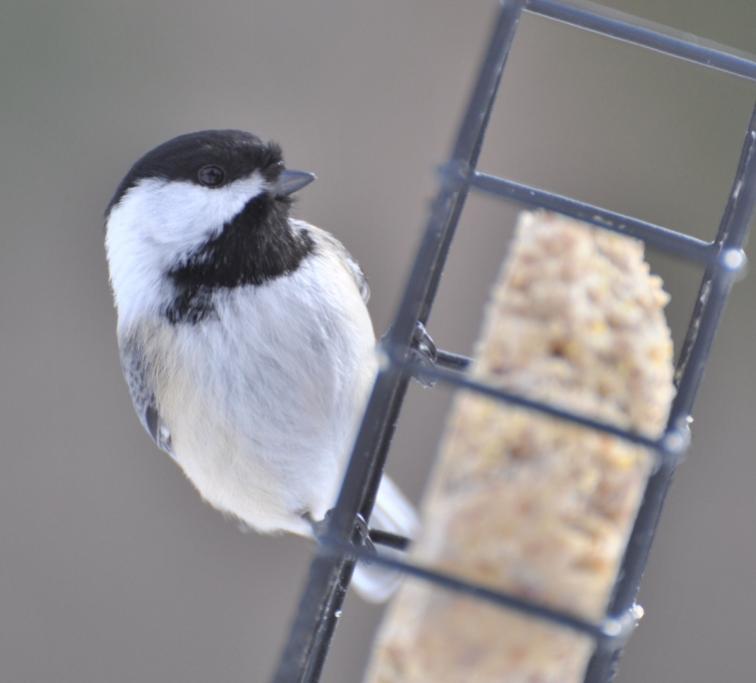 Name:  Chickadee on suet 2-17-10.jpg
Views: 571
Size:  33.8 KB