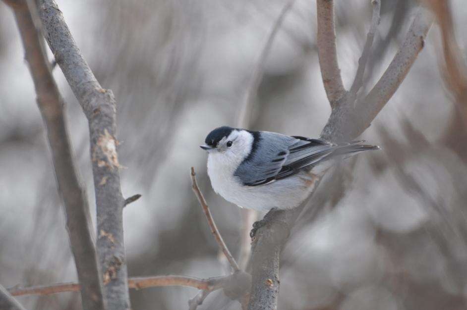 Name:  White-breasted nuthatch in sumac 2-22-10.jpg
Views: 453
Size:  40.2 KB