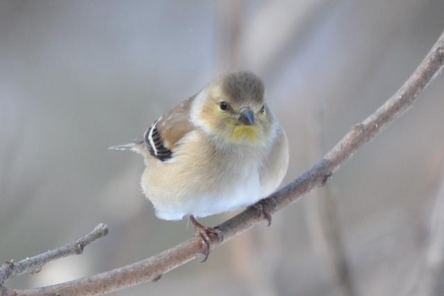 Name:  Goldfinch 2-23-10.jpg
Views: 725
Size:  17.4 KB