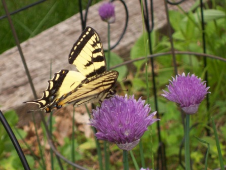 Name:  Swallowtail on chives 6-11-09 D1.JPG
Views: 104
Size:  65.3 KB