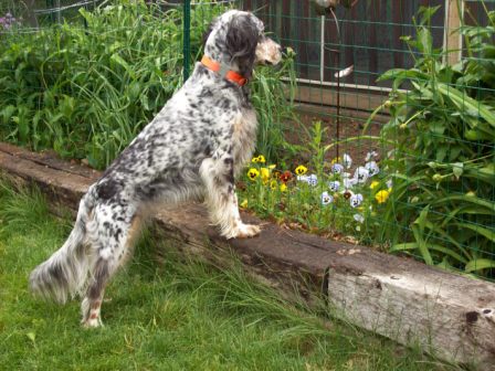 Name:  Cass checking out the new fence 6-14-09 A.JPG
Views: 116
Size:  61.3 KB