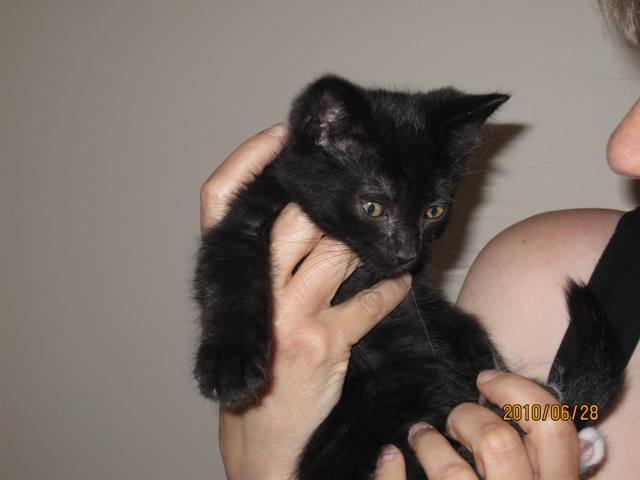Name:  black kitten'.jpg
Views: 259
Size:  34.5 KB