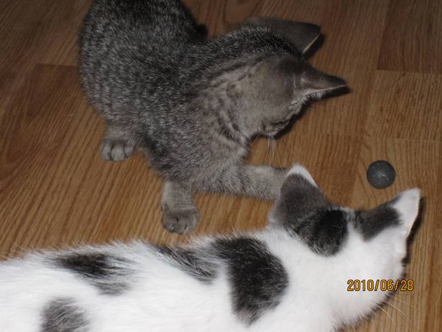 Name:  kitten and ball.jpg
Views: 374
Size:  50.8 KB