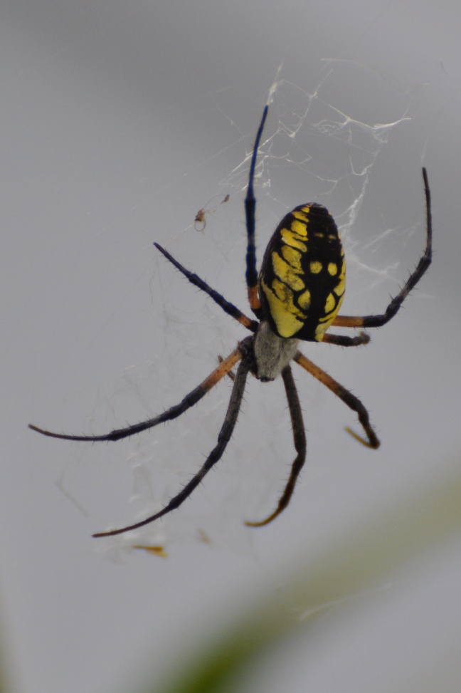 Name:  Yellow garden spider 9-27-10 C.JPG
Views: 3903
Size:  190.0 KB