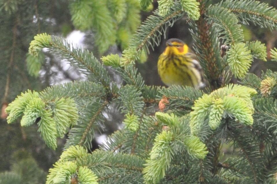 Name:  Cape May warbler 5-11-10 A.jpg
Views: 211
Size:  98.4 KB