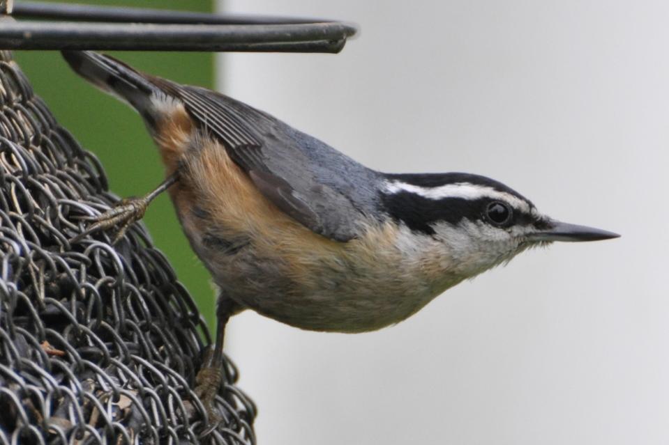 Name:  Red-breasted nuthatch 5-12-10 B.jpg
Views: 136
Size:  58.3 KB