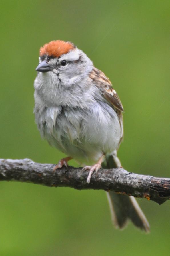 Name:  Chipping sparrow 5-13-10 B.jpg
Views: 93
Size:  38.3 KB