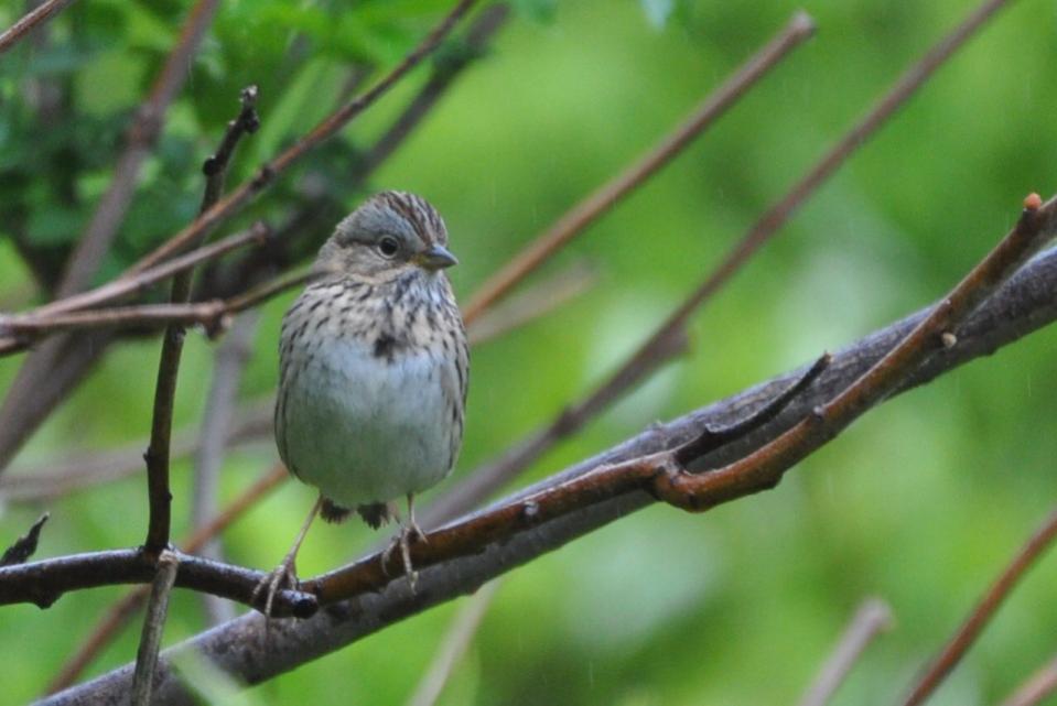 Name:  Lincoln's sparrow 5-13-10 A.jpg
Views: 81
Size:  57.5 KB