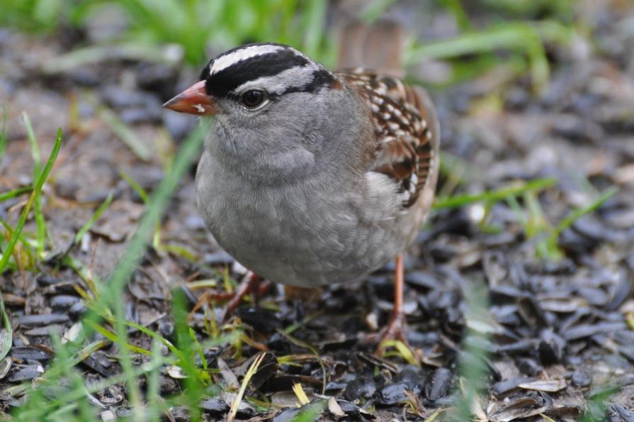 Name:  White-crowned sparrow 5-13-10 A.jpg
Views: 86
Size:  74.6 KB