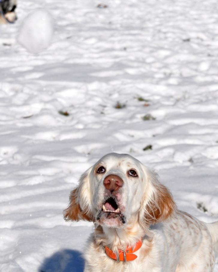 Name:  Ember about to catch a snowball 12-8-10 A.jpg
Views: 315
Size:  55.7 KB