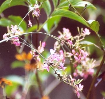 Name:  Cistern 2007 - Biennial gaura 9-17-07.jpg
Views: 394
Size:  24.2 KB