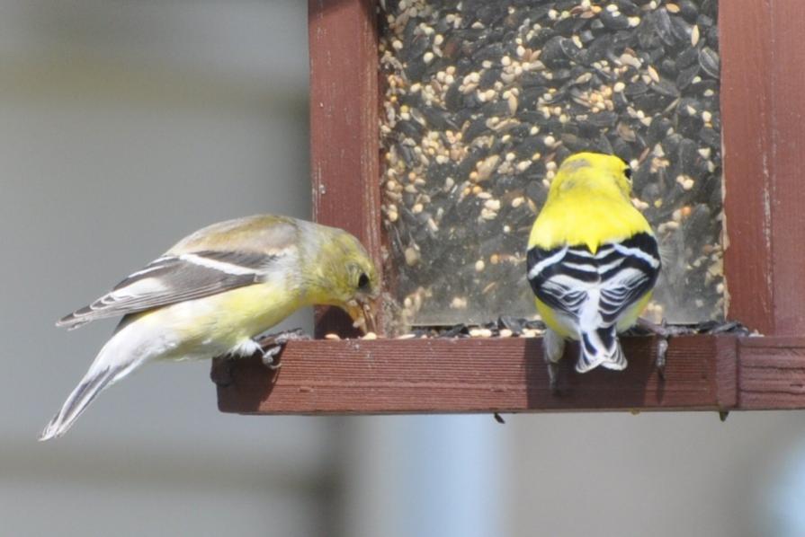 Name:  American goldfinches at the feeder 4-19-10.jpg
Views: 142
Size:  55.0 KB