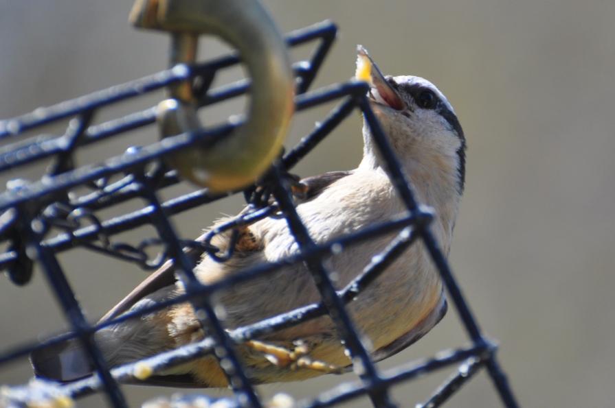 Name:  Red-breasted nuthatch 4-22-10.jpg
Views: 157
Size:  49.5 KB