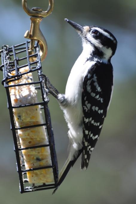 Name:  Hairy woodpecker fem 4-18-10 A.jpg
Views: 143
Size:  34.3 KB