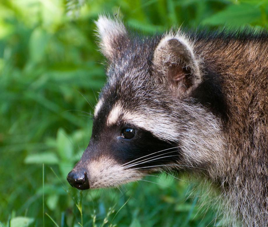 Name:  Raccoon #1 6-19-11 J.jpg
Views: 328
Size:  144.2 KB