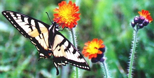 Name:  Eastern Tiger Swallowtail 6-10-05.jpg
Views: 147
Size:  91.4 KB