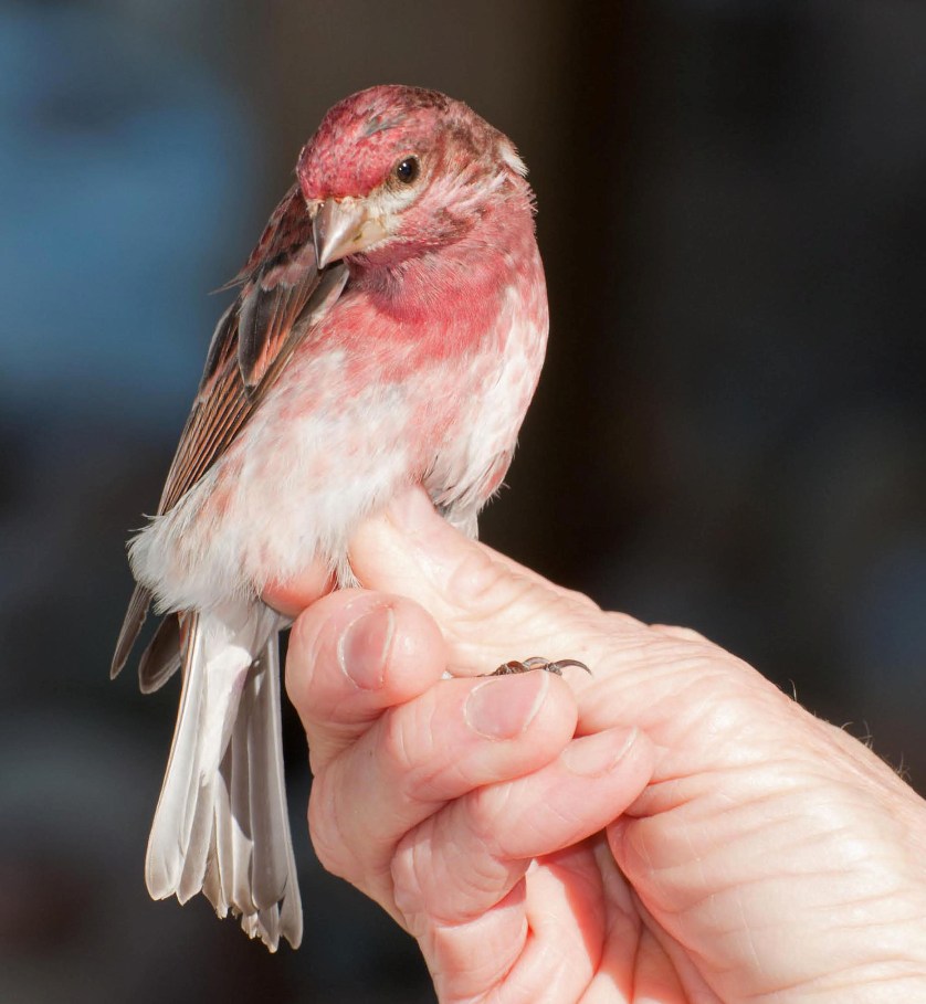 Name:  Handsome ASY male purple finch 3-30-11.jpg
Views: 268
Size:  117.2 KB