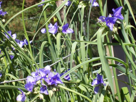 Name:  Kennel garden - Spiderworts 6-26-09 A.JPG
Views: 108
Size:  74.1 KB
