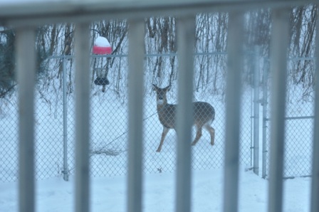 Name:  Deer finch.JPG
Views: 156
Size:  79.3 KB