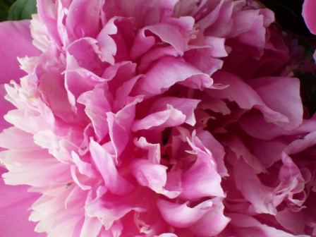 Name:  Jungs' garden - Pink peony 6-17-09 B.JPG
Views: 156
Size:  72.7 KB