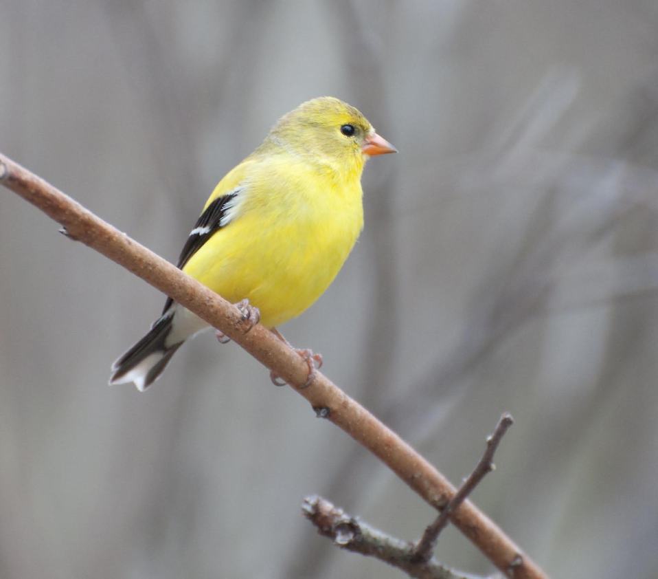 Name:  American goldfinch 5-12-11 E.jpg
Views: 1538
Size:  44.4 KB