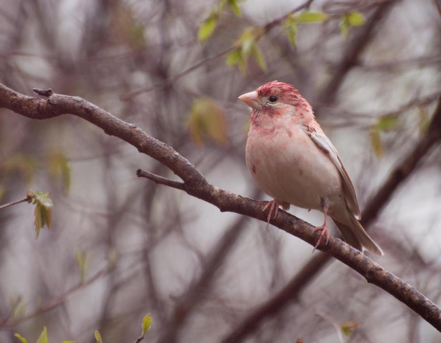 Name:  Leucistic purple finch 5-14-11 N.jpg
Views: 1194
Size:  55.1 KB