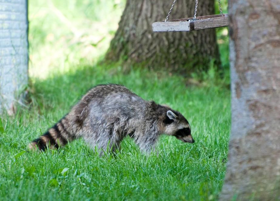 Name:  Raccoon #1 6-19-11 P.jpg
Views: 1267
Size:  102.3 KB