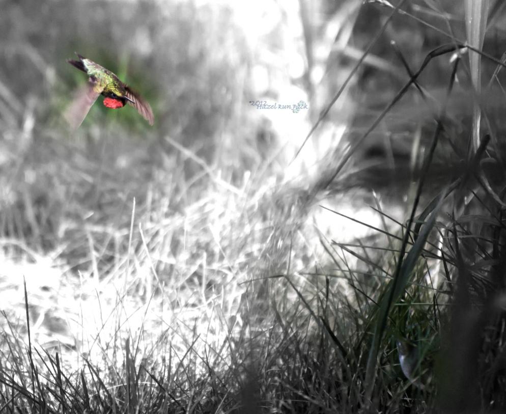 Name:  Ruby-throated hummingbird courtship 6-8-12 A2.jpg
Views: 416
Size:  98.3 KB