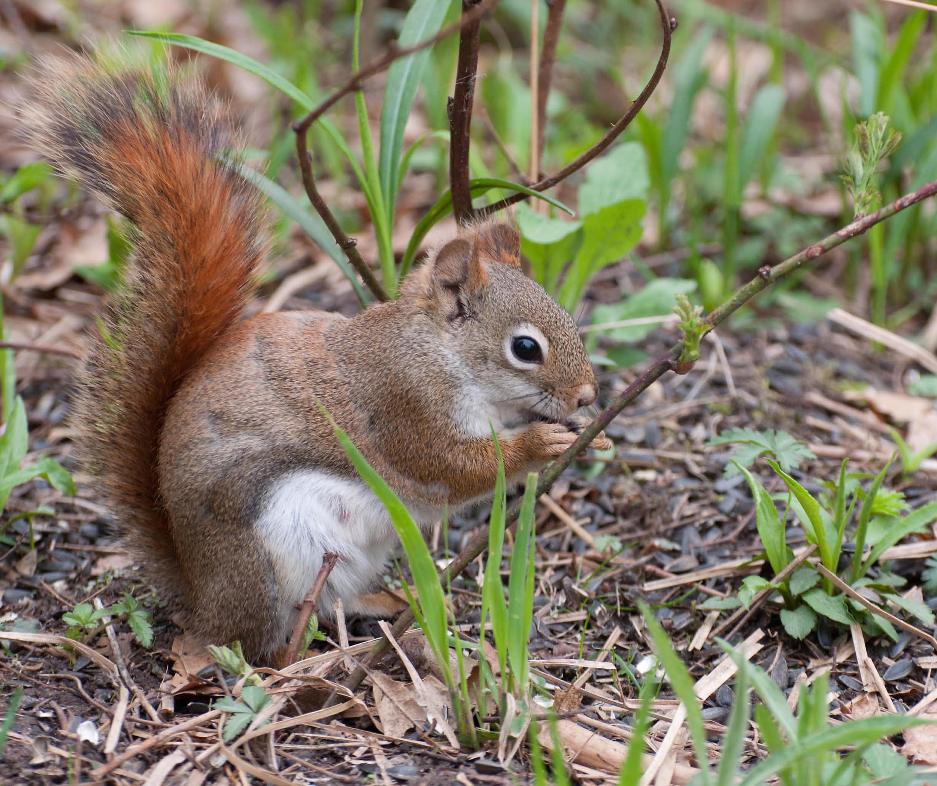 Name:  Red squirrel 5-14-11 A.jpg
Views: 1885
Size:  156.0 KB