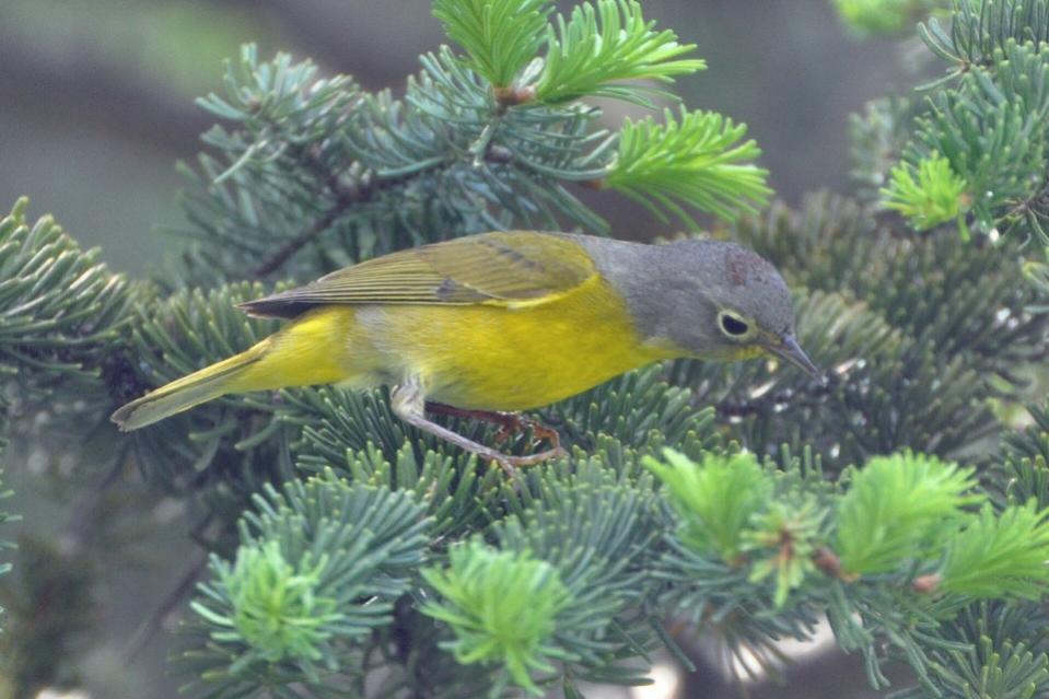 Name:  Nashville warbler 5-16-10 D2a.jpg
Views: 174
Size:  80.0 KB