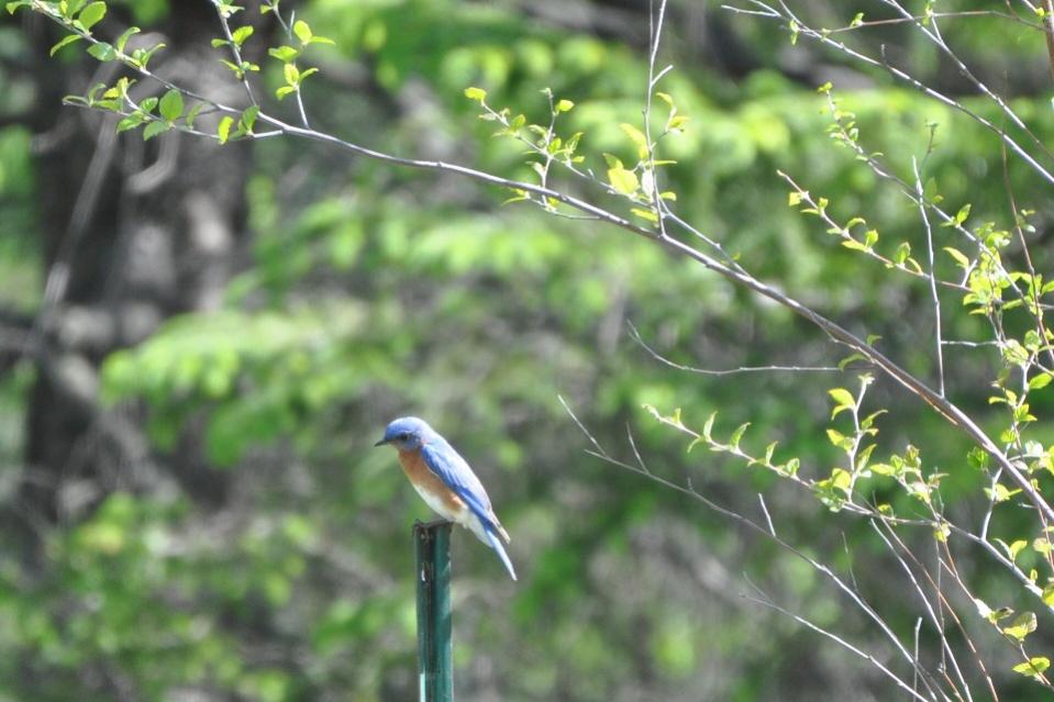 Name:  Eastern bluebird male 5-15-10.jpg
Views: 173
Size:  78.5 KB