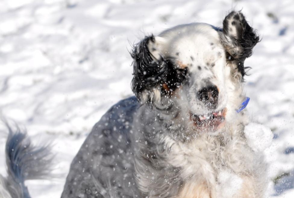 Name:  Belle about to catch a snowball 12-8-10.jpg
Views: 223
Size:  62.3 KB