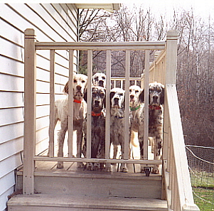 Name:  At the deck gate, hoping to get to say 'hi' to the Abby Gas man 11-1-06.jpg
Views: 233
Size:  98.5 KB