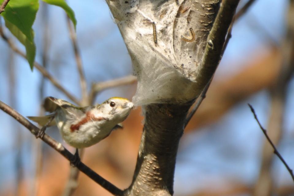 Name:  Chestnut-sided warbler gathering silk 5-19-10 K.jpg
Views: 140
Size:  55.6 KB