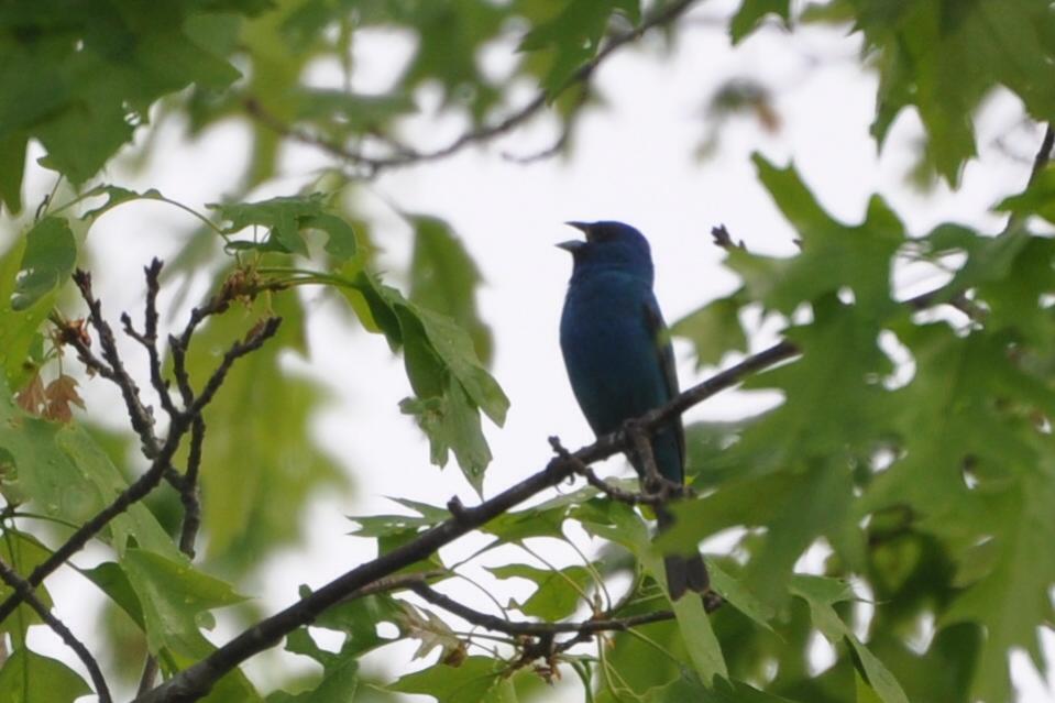 Name:  Indigo bunting 5-25-10 B.jpg
Views: 120
Size:  67.0 KB