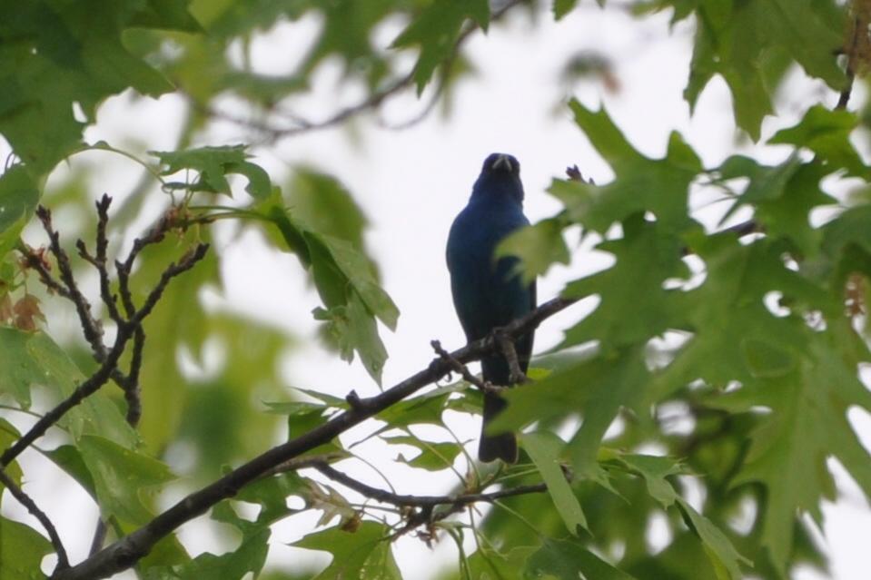 Name:  Indigo bunting 5-25-10 C.jpg
Views: 119
Size:  66.8 KB