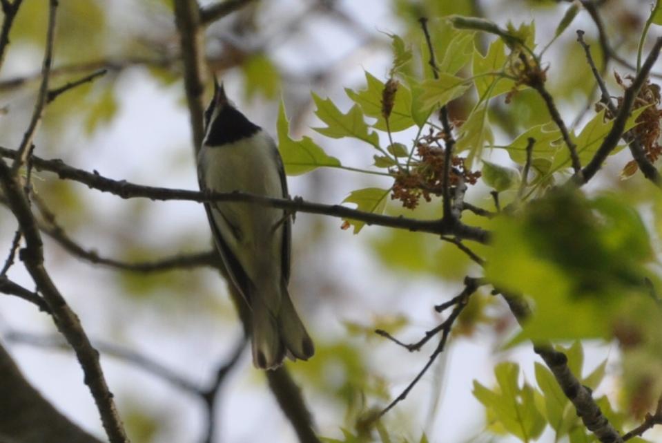 Name:  Golden-winged warbler 5-26-10 A.jpg
Views: 124
Size:  63.2 KB