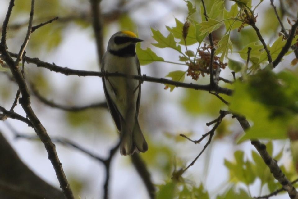 Name:  Golden-winged warbler 5-26-10 C.jpg
Views: 118
Size:  59.9 KB