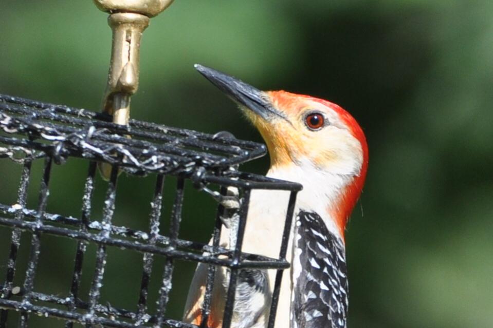 Name:  Red-bellied woodpecker male 5-27-10 A1.jpg
Views: 104
Size:  64.8 KB