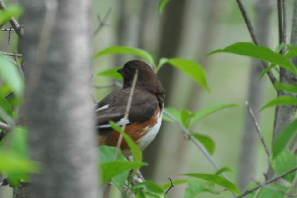 Name:  First glimpse of female towhee 5-16-10.jpg
Views: 105
Size:  44.8 KB