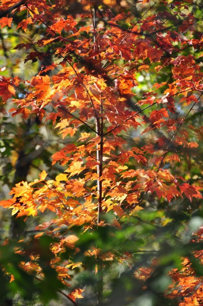Name:  Autumn maple 9-26-10 H.jpg
Views: 199
Size:  127.4 KB