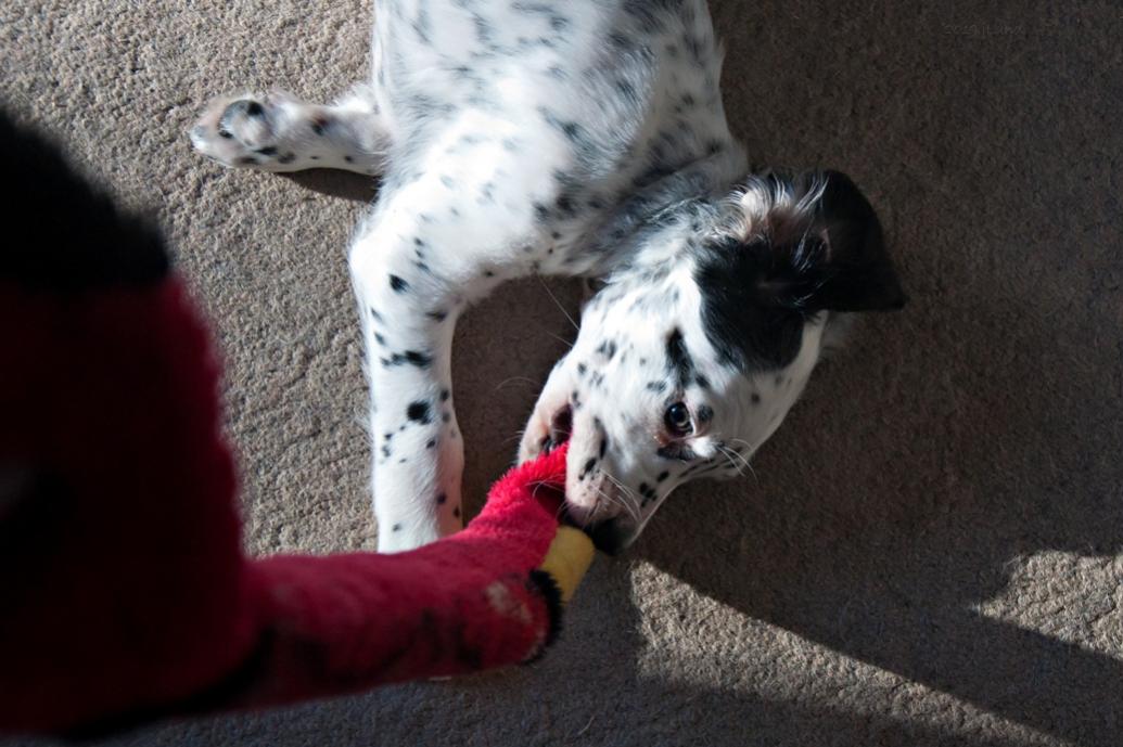 Name:  Lili playing Tug On Snake with mom 1-19-19.jpg
Views: 2118
Size:  92.8 KB