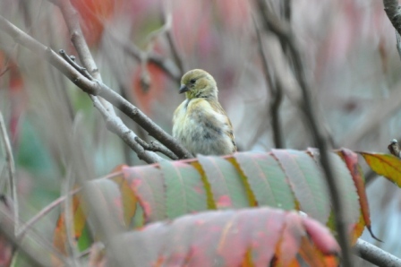 Name:  Goldfinch preening 10-4-09.JPG
Views: 245
Size:  83.3 KB