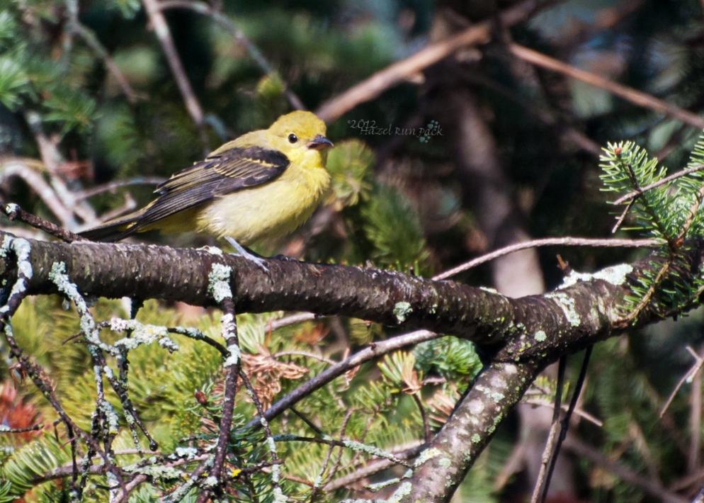 Name:  Scarlet tanager, fem 8-19-12 A.jpg
Views: 1678
Size:  120.0 KB