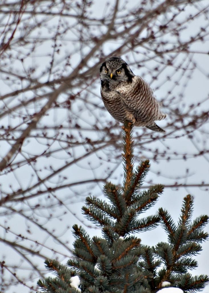 Name:  Northern hawk-owl, Lars road EC closer 12-31-14 D.jpg
Views: 2820
Size:  120.5 KB