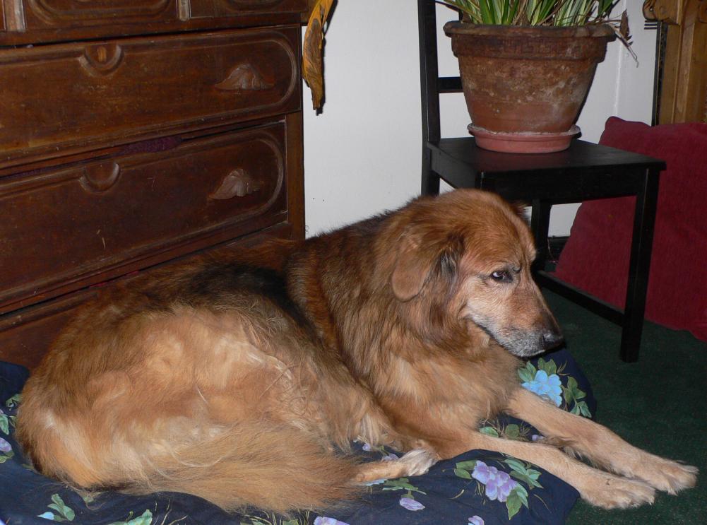 Name:  ceili on dog bed.jpg
Views: 168
Size:  97.4 KB