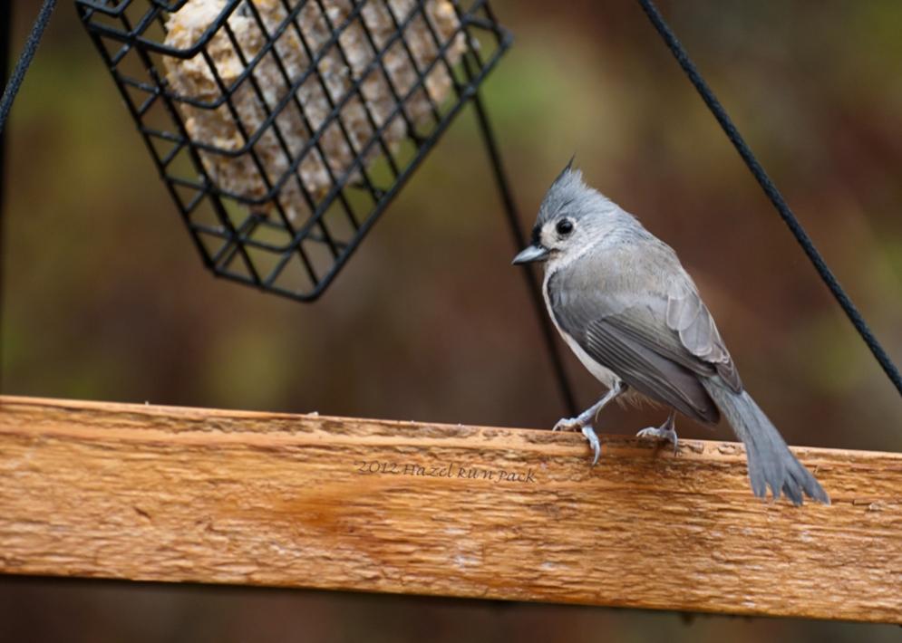 Name:  Tufted titmouse 10-13-12.jpg
Views: 322
Size:  73.5 KB