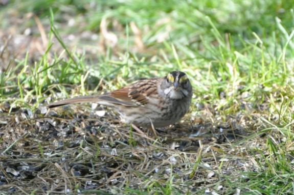 Name:  White-throated sparrow crop 10-18-09 C.jpg
Views: 1623
Size:  49.5 KB